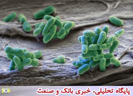 شناسایی عامل وبا توسط محققان کشور